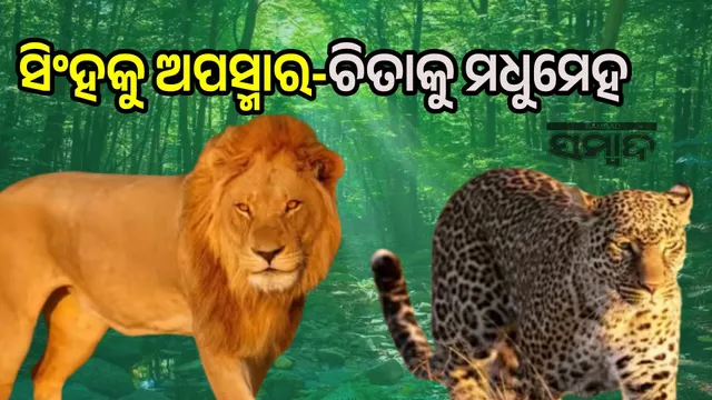 Lion suffers from epilepsy, leopard suffers from diabetes: Wild animals fall prey to diseases transmitted to humans