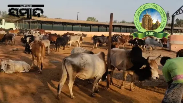 Cow dung auction: BMC to auction 25,000 kg cow dung