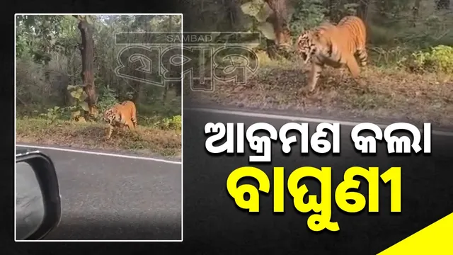 Tigress Attacks Video: Tigress terrorizes Chandrapur road, attacks rider, video goes viral