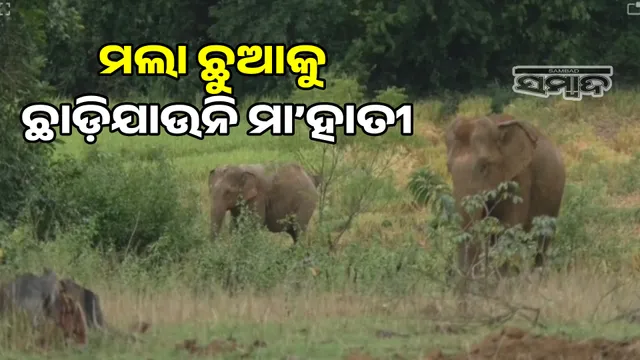 Mother elephant is guarding the dead calf