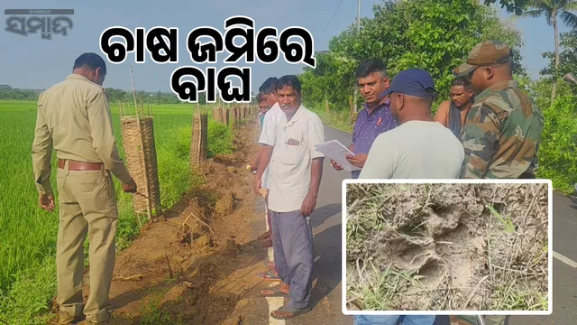 Tiger terror in Laxmipur village: Footprints found in farmland