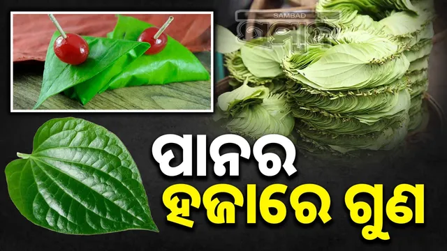 hidden health benefits of Betel Leaves: Know its benefits