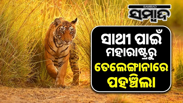 Jungle love story: Tiger reaches Telangana from Maharashtra in search of mate