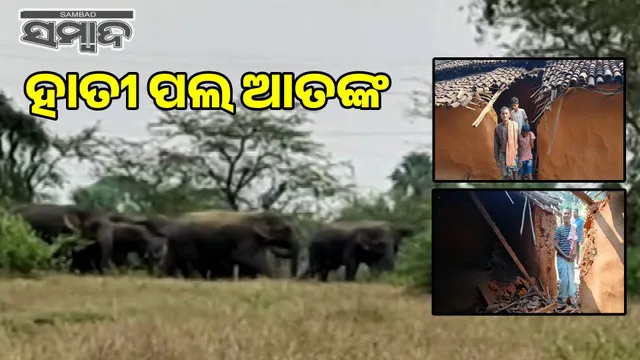 Elephant terror in Madhup village: Two houses destroyed, villagers sleepless all night in fear