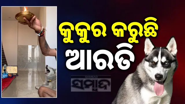 Husky dog in devotion