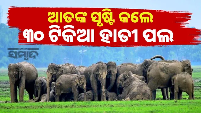 A herd of 30 elephants destroyed crops and vegetable farms