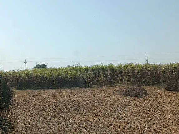 Sugarcane