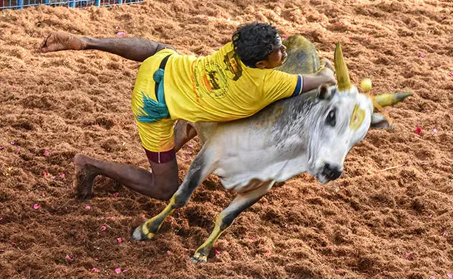 Jallikattu Events