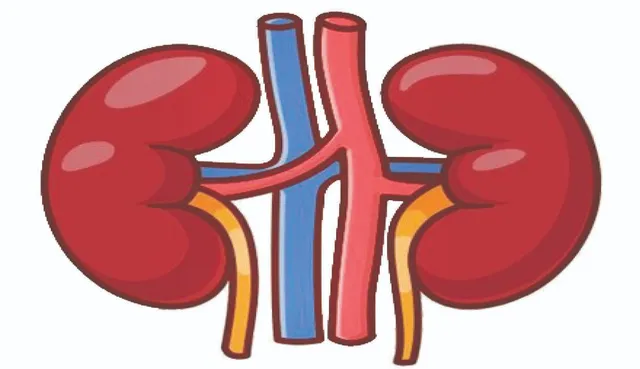 kidney