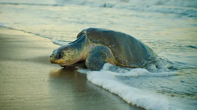 8036993e-a187-4425-9388-ebb47d7bf687