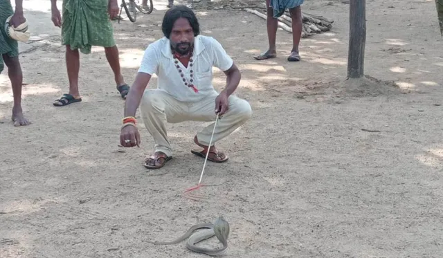 Venomous snake was rescued 