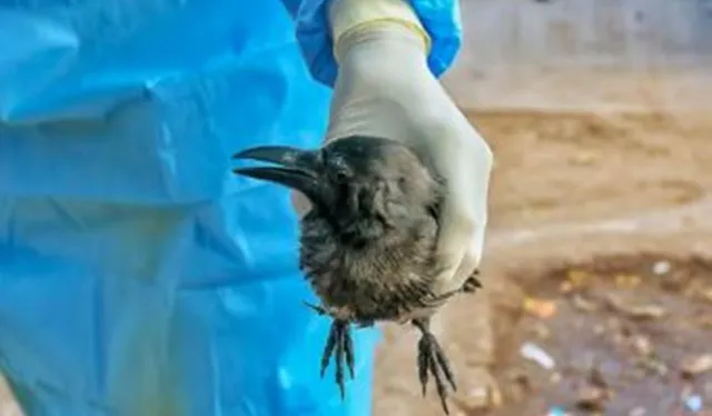 Crow Madak in Jagatsinghpur