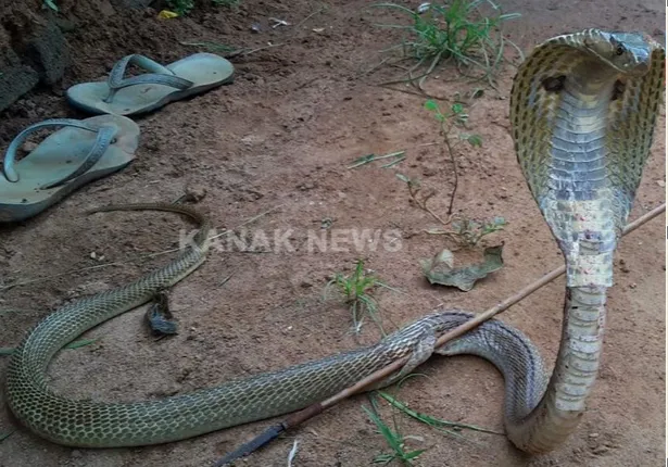 ତୀର ମାଡରେ ନାଗସାପର ମୃତ୍ୟୁ
