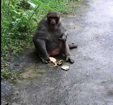 ମାଙ୍କଡ଼ ଖାଉଛି ବିସ୍କୁଟ ବସି