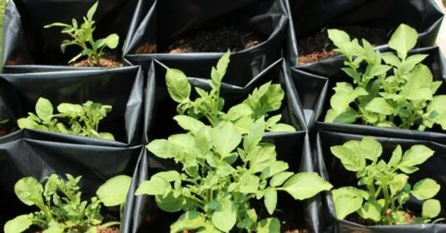 ବ୍ୟକ୍ତି ଜଣକ ନିଜ ଘର ଛାତରେ ଫଳାଇଲେ ୫୦ କିଲୋ ଚାଉଳ!