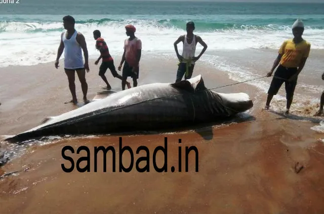 ପୁରୀ ସମୁଦ୍ରକୂଳରେ ଲାଗିଲା ୨୫ ଫୁଟ୍‌ ଲମ୍ବ ସାମୁଦ୍ରିକ ମାଛର ମୃତଦେହ