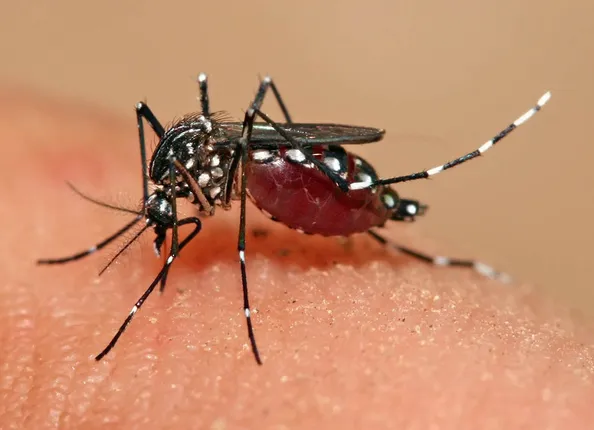 ଏସ୍‌ସିବିରେ ଚତୁର୍ଥ ଡେଙ୍ଗୁ ମୃତ୍ୟୁ, ବାଲେଶ୍ୱରରୁ ସର୍ବାଧିକ ଆକ୍ରାନ୍ତ