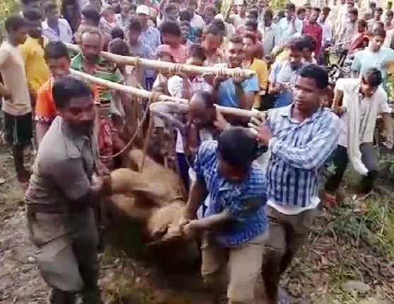 ଲଇକେରା: ରେଲେଓ୍ଵ ଟ୍ରେଞ୍ଚରୁ ହାତୀ ଶାବକର ମୃତଦେହ ଉଦ୍ଧାର