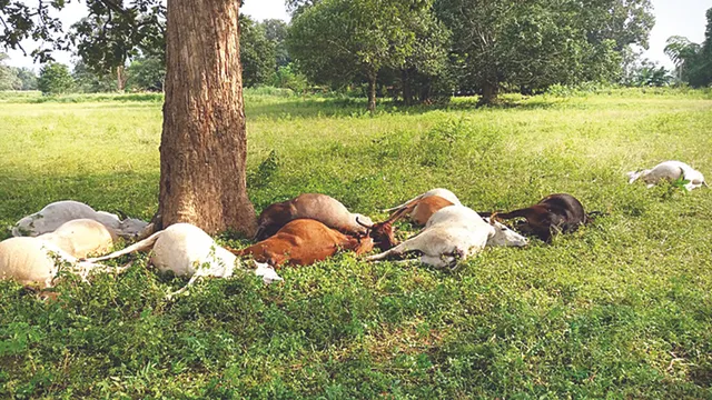 ବଜ୍ରାଘାତରେ ୧୧ ଗୋରୁ ମୃତ