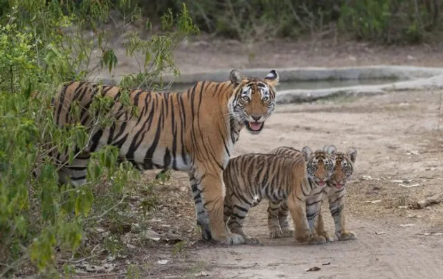 ଚଳିତବର୍ଷ ଅକ୍ଟୋବର ପର୍ଯ୍ୟନ୍ତ ୭୩ଟି ବାଘଙ୍କ ମୃତ୍ୟୁ