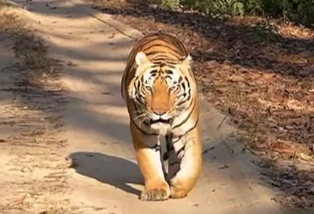 ମଧ୍ୟପ୍ରଦେଶରୁ ଓଡ଼ିଶା ଆସିବ ମହାବଳ ବାଘ