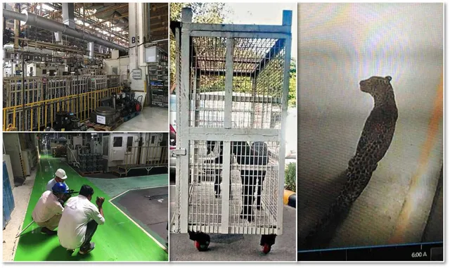 ୩୫ଘଣ୍ଟା ପରେ ମାରୁତି ପ୍ଲାଣ୍ଟରୁ ଧରାପଡ଼ିଲା ଚିତାବାଘ, ଜନ୍ତାରେ ରଖାଯାଇଥିଲା ୨କିଲୋ ମାଂସ