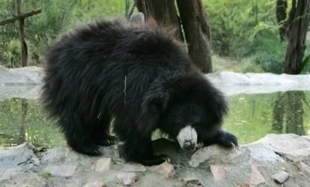 ନୂଆପଡ଼ା: ଭାଲୁ ଆକ୍ରମଣରେ ବୃଦ୍ଧା ଆହତ