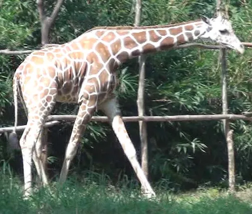 ନନ୍ଦନକାନନ ଆସିବେ ୨ ଜିରାଫ