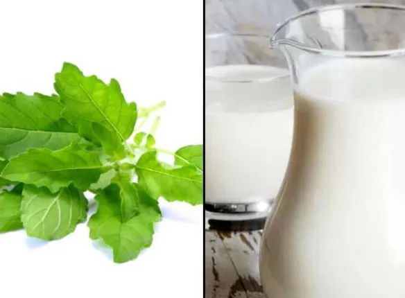 ରାତିରେ କ୍ଷୀରରେ ତୁଳସୀ ମିଶାଇ ପିଅନ୍ତୁ