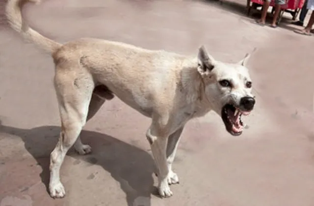 ପାଗଳା କୁକୁର ଆତଙ୍କ:୧୩ ଗୁରୁତର