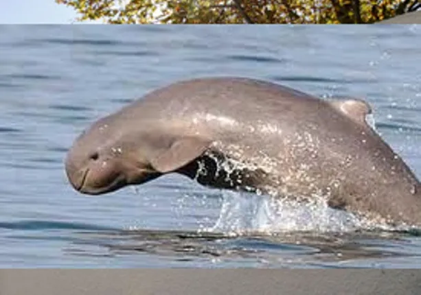 ସଙ୍କଟରେ ବନ୍ୟପ୍ରାଣୀ : ୧୩ ବର୍ଷରେ ୧୬୯ ଚିତାବାଘ ଗାଏବ