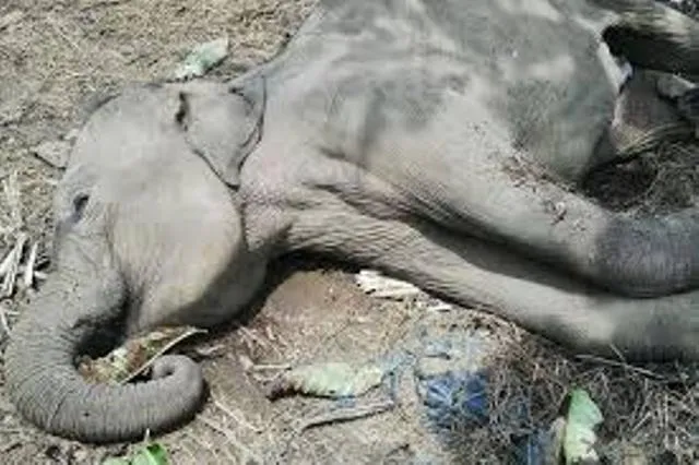 ନଦୀପଠାରୁ ହାତୀ ଶାବକର ମୃତଦେହ ଉଦ୍ଧାର