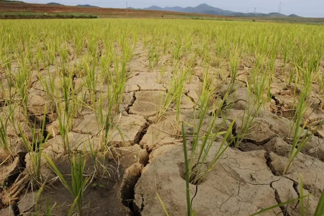 ପ୍ରଶ୍ନ ଉଠାଇଲେ ବଲାଙ୍ଗୀର ଚାଷୀ: ୩୭.୪% ଜଳସେଚନ, ମରୁଡ଼ି କାହିଁକି?