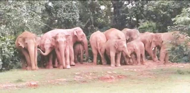 ଝାଡ଼ଖଣ୍ଡରୁ ଲେଉଟିଲେ ହାତୀପଲ : ମଥୁରାପୁରରେ ନଷ୍ଟ କଲେ ଫସଲ