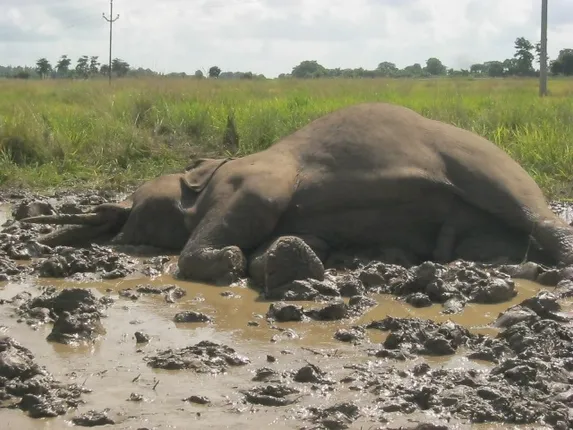 ବିଲରେ ଦନ୍ତାହାତୀର ମୃତଦେହ : ଆନ୍ଥ୍ରାକ୍ସରେ ମୃତ୍ୟୁ ଆଶଙ୍କା!