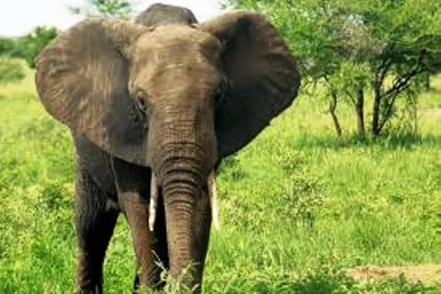 କଟକ: ପାଟଗହୀରରେ ପଡ଼ିଛି ଦନ୍ତାହାତୀର ମୃତଦେହ