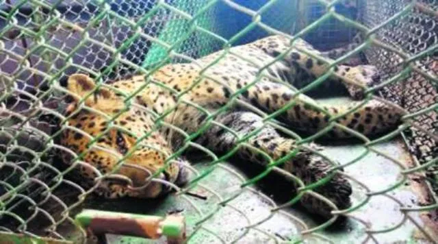 ମାରୁତି କାରଖାନା ଭିତରେ ପଶିଥିବା ବାଘକୁ ୩୬ ଘଣ୍ଟା ପରେ ଉଦ୍ଧାର କଲା ବନବିଭାଗ