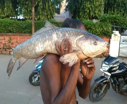 ବିନ୍ଦୁସାଗରରେ ଭାସୁଛନ୍ତି ମଲା ମାଛ