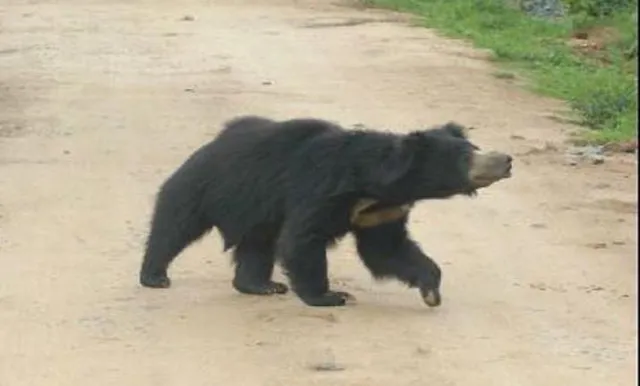 ନୂଆପଡ଼ା: ଭାଲୁ ଆକ୍ରମଣରେ ବୃଦ୍ଧ ମୃତ