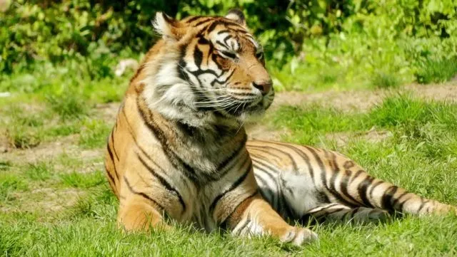 ମଧ୍ୟପ୍ରଦେଶରୁ ଓଡ଼ିଶା ଆସିବେ ମହାବଳ