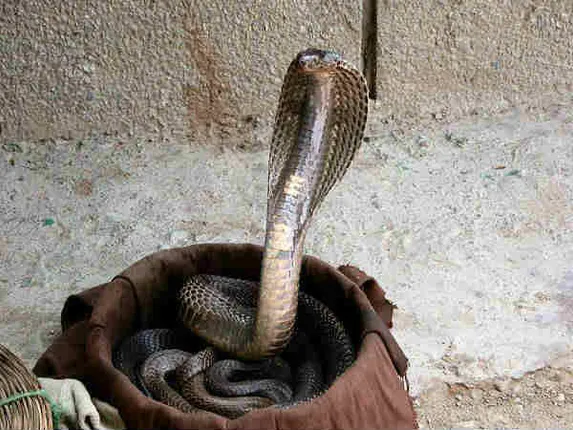 ନାଗ ହତ୍ୟା କରିଥିବା ବ୍ୟକ୍ତିଙ୍କ ପତ୍ନୀଙ୍କୁ ଦଂଶନ କରି ପ୍ରତିଶୋଧ ନେଲା ନାଗୁଣୀ!