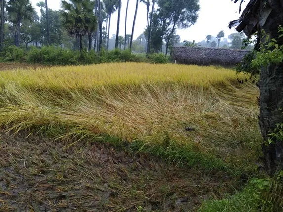 ମରୁଡ଼ିଠୁ ବଳିଯିବ ଲଗାଣ ବର୍ଷା ମାଡ଼ : ଚାଷୀଙ୍କୁ ଫିମ୍ପି, ଗଜା ବିପଦ!