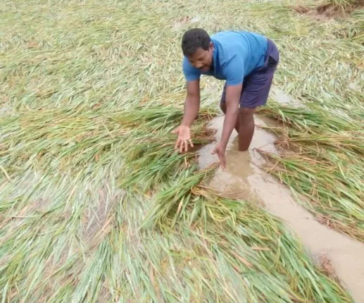 ବର୍ଷାରେ କ୍ଷତିଗ୍ରସ୍ତ ଚାଷୀଙ୍କୁ କ୍ଷତିପୂରଣ