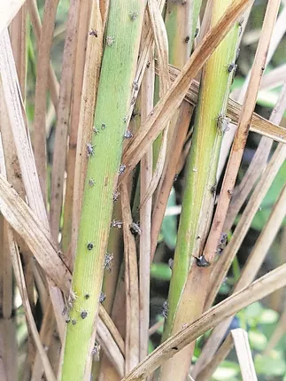 ଚାଷୀ ମୁଣ୍ତରେ ଚଡ଼କ, ଚକଡ଼ା ପୋକରେ ଧାନ ଫସଲ ନଷ୍ଟ