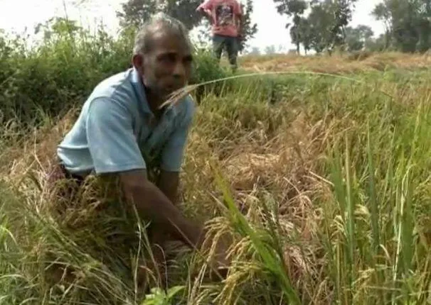 ‘ଚକଡ଼ା’ ପାଇଁ ଚାଷୀ ଆତ୍ମହତ୍ୟା : ବିଷ ପିଇ ଜୀବନ ହାରିଲେ ବୃନ୍ଦାବନ