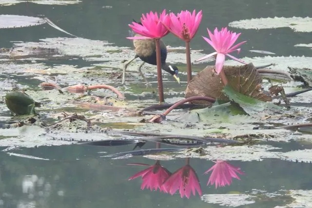 ପୋଖରୀରେ ପଦ୍ମଫୁଲର ସମ୍ଭାର (ବିଭୂତି)