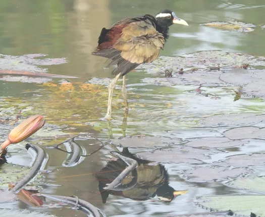 ଶିକାର ଅପେକ୍ଷାରେ ବିହଙ୍ଗ (ବିଭୂତି)