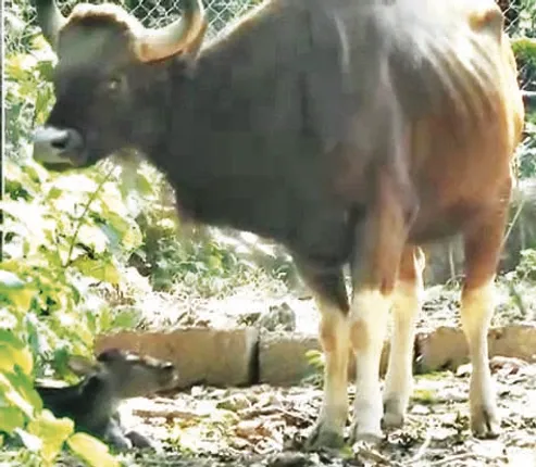 ନନ୍ଦନକାନନରେ ଗୟଳ ଶାବକ ଜନ୍ମ