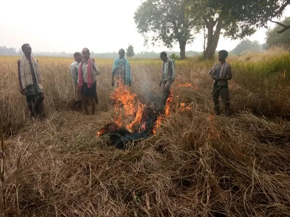 ବରଗଡ଼ ପରେ ସମ୍ବଲପୁର ଓ ଝାରସୁଗୁଡ଼ାରେ ଧାନ ବିଲରେ  ଚାଷୀ ଲଗାଇଲେ  ନିଆଁ