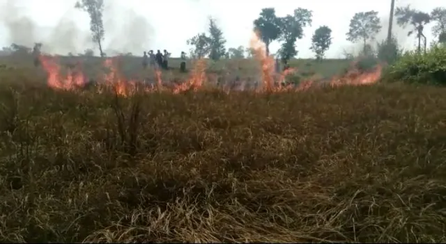 ଫସଲ ଉଜାଡ଼ିଦେଲା ଚକଡ଼ା ପୋକ: ବିଲରେ ନିଆଁ ଲଗାଇଲେ ଚାଷୀ